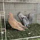 حمام مصري