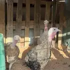 دجاج رومي