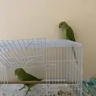 طيور دره هندي