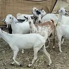 معزا بيشيات خلفات