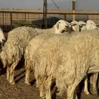 غنم حريات حرش مضريع ودفيع