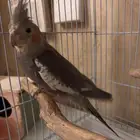 كروان متكلم روز اليف جدا