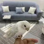 روز صغير اليف