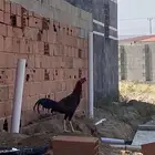 ديك باكستاني