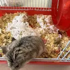 هامستر حامل مع القفص