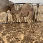 حيران لبانيه على الحليب للبيع