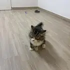 قط امريكي لتبني لطيف وهادي