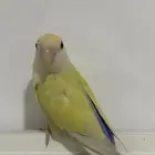 ذكر روز منتج