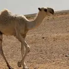 ذود للبيع