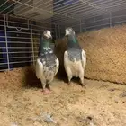 حمام باكستاني