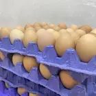 بيض عضوي للبيع