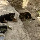كلاب صغيرة شيبرد جيرمن
