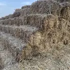 علف تبن شعير