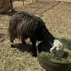 فحل نجدي مشروط وانعجه