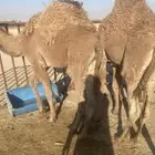 حشو قعدان 3 الخفجي