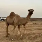 ناقه خلفه طيبه ب الحيل و حليبه سكر معه بكره