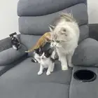 قطط للبيع أو للتبني