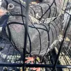 حمام نوري زوج منتج وطبه