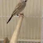 شيري فنش طفرة ( تم البيع )