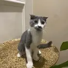 قطط للتبني
