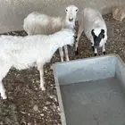 رفيديات 3 جذعات 2 دفيع من فحل حري