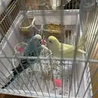 البادجي الاسترالي من فصيله البغبغاء زوجين ذكر اثنى