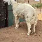 طلي حري