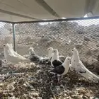 قطايف ولبناني