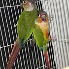 زوج كنيور يلوسايد حاط 4 بيضات تم البيع