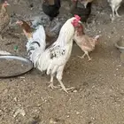 دجاج بلدي للبيع