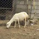 نعجه دار قريبة
