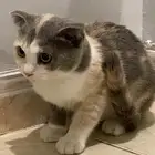 قطه سكوتش