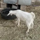 جفرات وتيوس