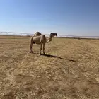 ناقة عشرا مع قعودها