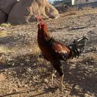 ديك باكستاني