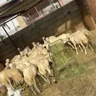 رخيل