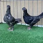 افركن بلغاري كشكي