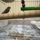 حايل في حي الزهراء شارع 40