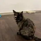 بسه تبني