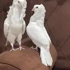 حمام بلجيكي