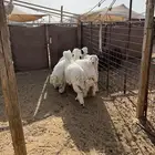 حريات خرفان طيبه