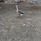 للبيع وز عراقي اصيل