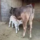 بقرة المانية للبيع