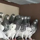 تيدي