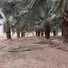 سعف نخل للبيع