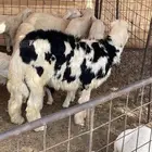 خروف نجدي