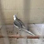 كرون ذكر البيع مستعجل