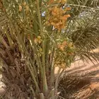 صقعي برني مجدول عجوة