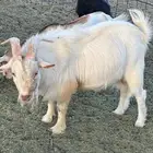 تيس ابيض قزم