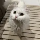 بسه انثى طالبه تزاوج